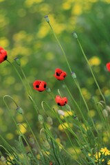 red poppy  and yellow flowers in the field 