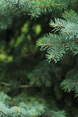 branches in the forest and spider web