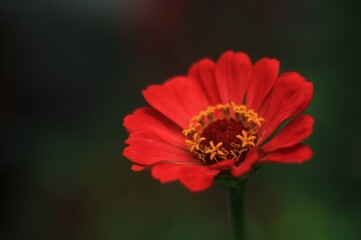 red poppy flower macro close up