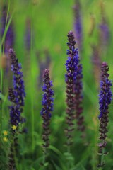 close up of lavender flowers