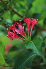 Pink flowers in green garden 