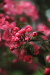 Pink flowers with green leaves, spring 