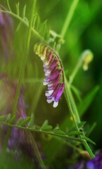 lilac flower in green leaves in spring