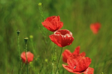 red poppy flower on the green field 