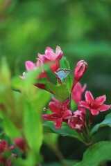 pink rose in garden with blue butterfly 