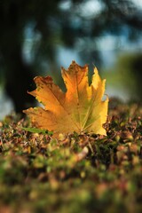 autumn leaves on the ground