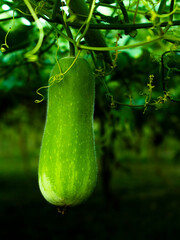 Fresh green bottle gourd with tree agriculture
