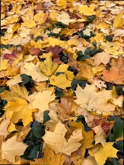 autumn leaves background