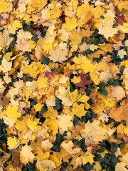 Autumn foliage in the park