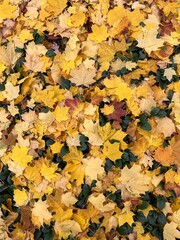 autumn leaves background
