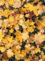 autumn leaves background