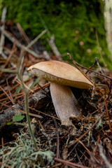 Collecting mushrooms, boletus edulis in the foreground, photographed amoong leaf litter.