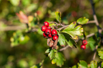 Red juicy hawthorn berries among yellow-green leaves in a cluster in the main plan , the background is blurred