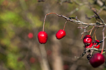 A red berry on a branch in close-up, the leaves have fallen off the branch, is bare the background is blurred.