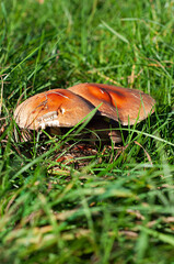 Mushrooms together in close-up among the green grass in autumn on a sunny day. Mushrooms are inedible the one  of the mushroom is damaged