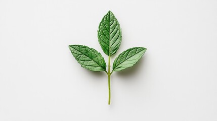 Obraz premium Green mint leaves on a white background.