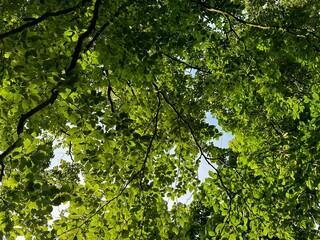 Tree with green leaves outdoors, bottom view