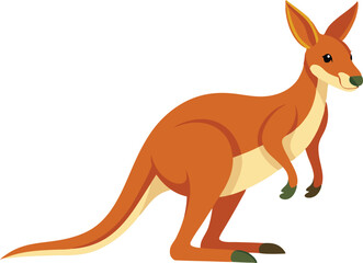 kangaroo illustration vector 
