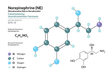 Norepinephrine (NE) or Noradrenaline (NA). Structural Chemical Formula and 3d Model of Molecule. C8H11NO3. Atoms with Color Coding. Vector Graphic Illustration for Educational and Scientific Materials