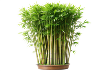 Isolated Bamboo Plant with No Background