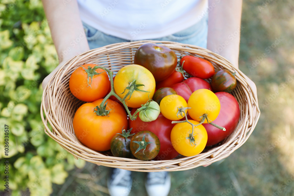 Poster Woman holding wicker basket of different fresh tomatoes outdoors, top view