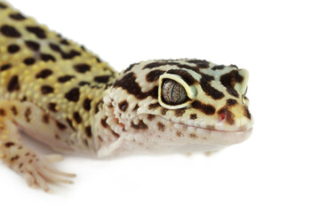 One beautiful gecko isolated on white, macro view. Exotic pet