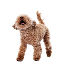 Cute Maltipoo dog on white background. Lovely pet