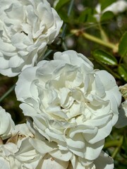close-up of white roses in a garden on a summer day
