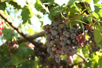 Ripe juicy grapes growing in vineyard outdoors