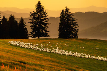 Pieniny, Karpaty, Dunajec , jesień, góry, Trzy Korony, owce © Daniel Folek