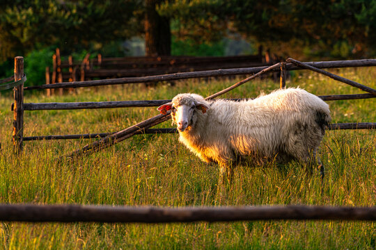 Pieniny, Karpaty, Dunajec , jesień, g&oacute;ry, Trzy Korony, owce
