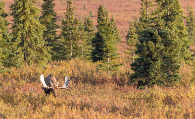 Alaska yukon Bull Moose in Autumn in Denali National Park Alaska