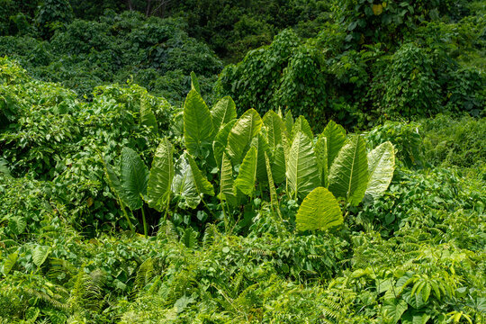 Alocasia Macrorrhizos (Giant Taro, Giant Alocasia, Egyptian Lily, Cunjevoi, Elephant's Ear, Western Yam) Giant Taro leaves. In the wild in Kuching, Sarawak, Malaysia Borneo