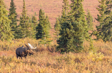 Alaska yukon Bull Moose in Autumn in Denali National Park Alaska