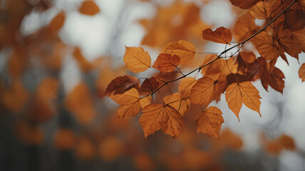 Autumn leaves of maple trees. Natural autumn background. Autumnal fall background