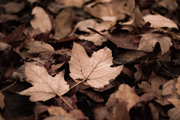 Close-up shot of fallen leaves on the ground. Autumn leaves are covered with raindrops
