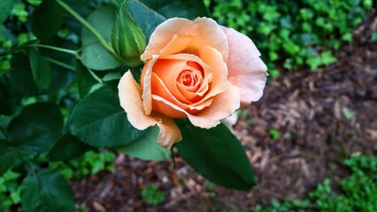 peach rose flower bud