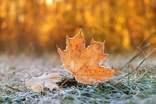 beautiful autumn nature background. dry frozen fallen leaves, grass in hoarfrost. cold weather, late fall season, first freezing. soft focus