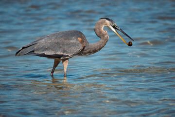 Heron with a nut