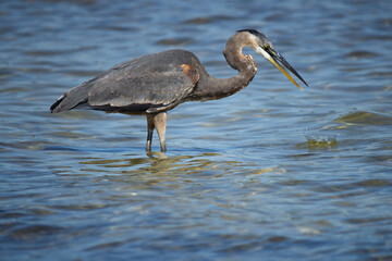 Heron on the hunt