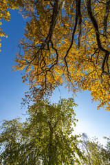 Fototapeta premium The trees are green and yellow, and the sky is blue