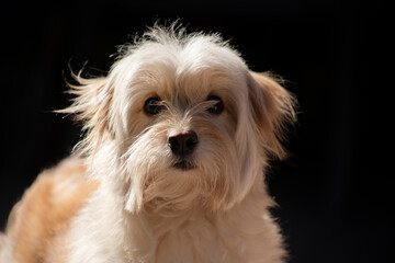 Retrato de un adorable perro peludo café mirando a cámara aislado en negro