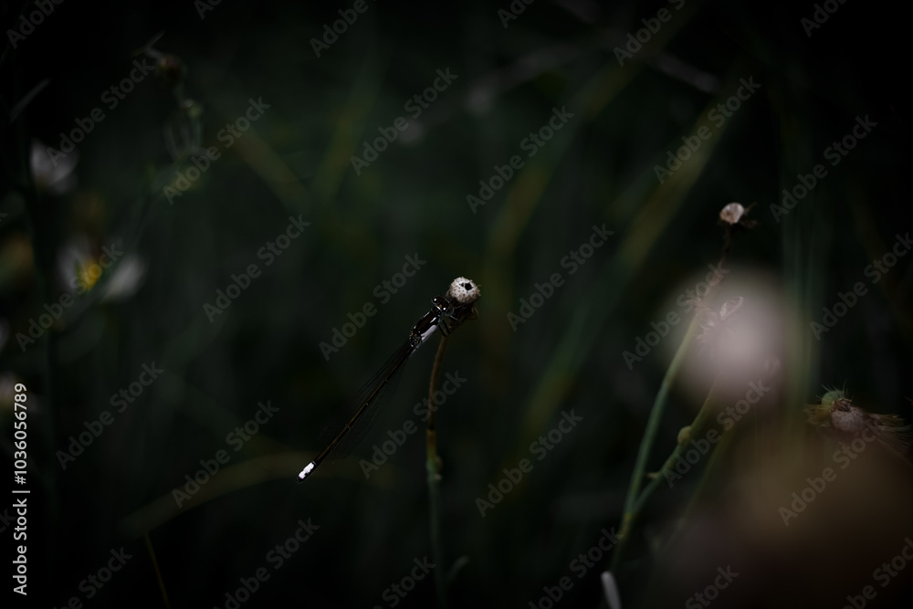 Wall mural dew on the grass