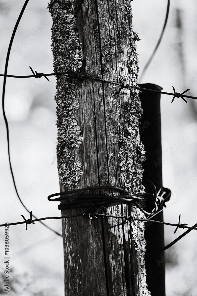 Poster a close-up view of a wooden post wrapped with barbed wire, suitable for use in crime or security-the