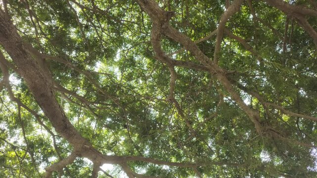 A shady trembesi or samanea saman tree.