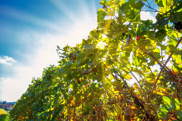 Vineyards of Monferrato hilly region (Piedmont, Italy), during late fall. Monferrato-Langhe-Roero are Italian winery areas, UNESCO Sites since 2014.