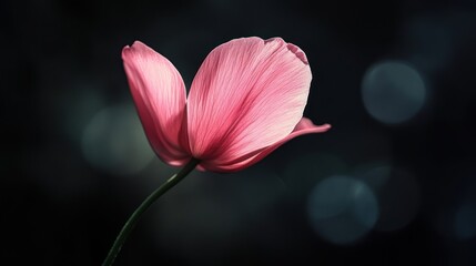 Fototapeta premium Pink Flower in Bloom