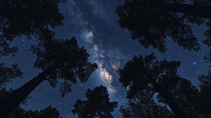 Fototapeta premium Milky Way Over Silhouetted Trees