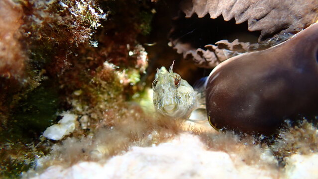 Surprise blenny (Parablennius incognitus) close-up undersea, Aegean Sea, Greece, Halkidiki, Kakoudia beach