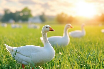 Obraz premium Geese Grazing Peacefully on a Sunny Farm Meadow During the Golden Hour of Early Evening